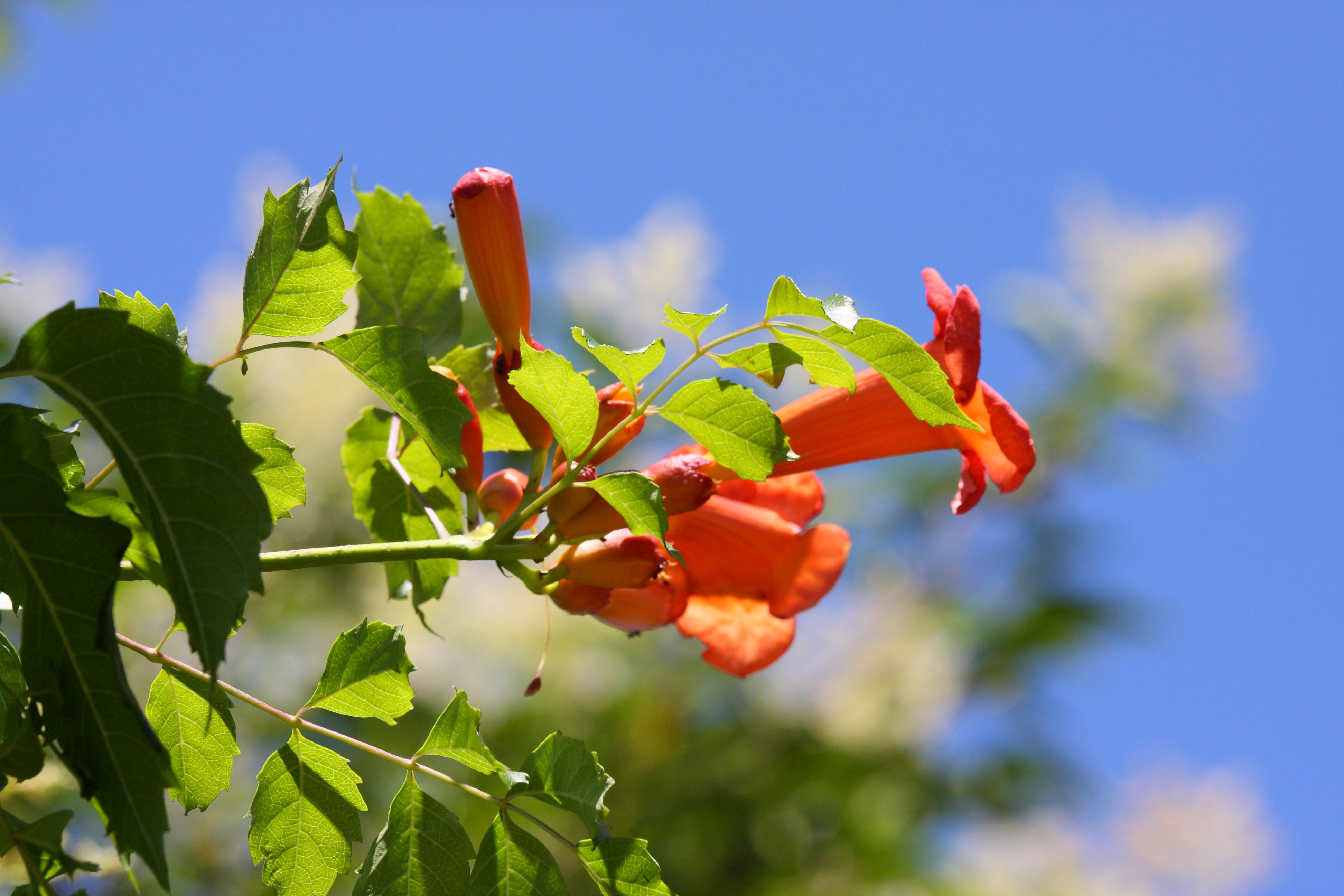 IMG_1663a.JPG(1795 Kbyte)