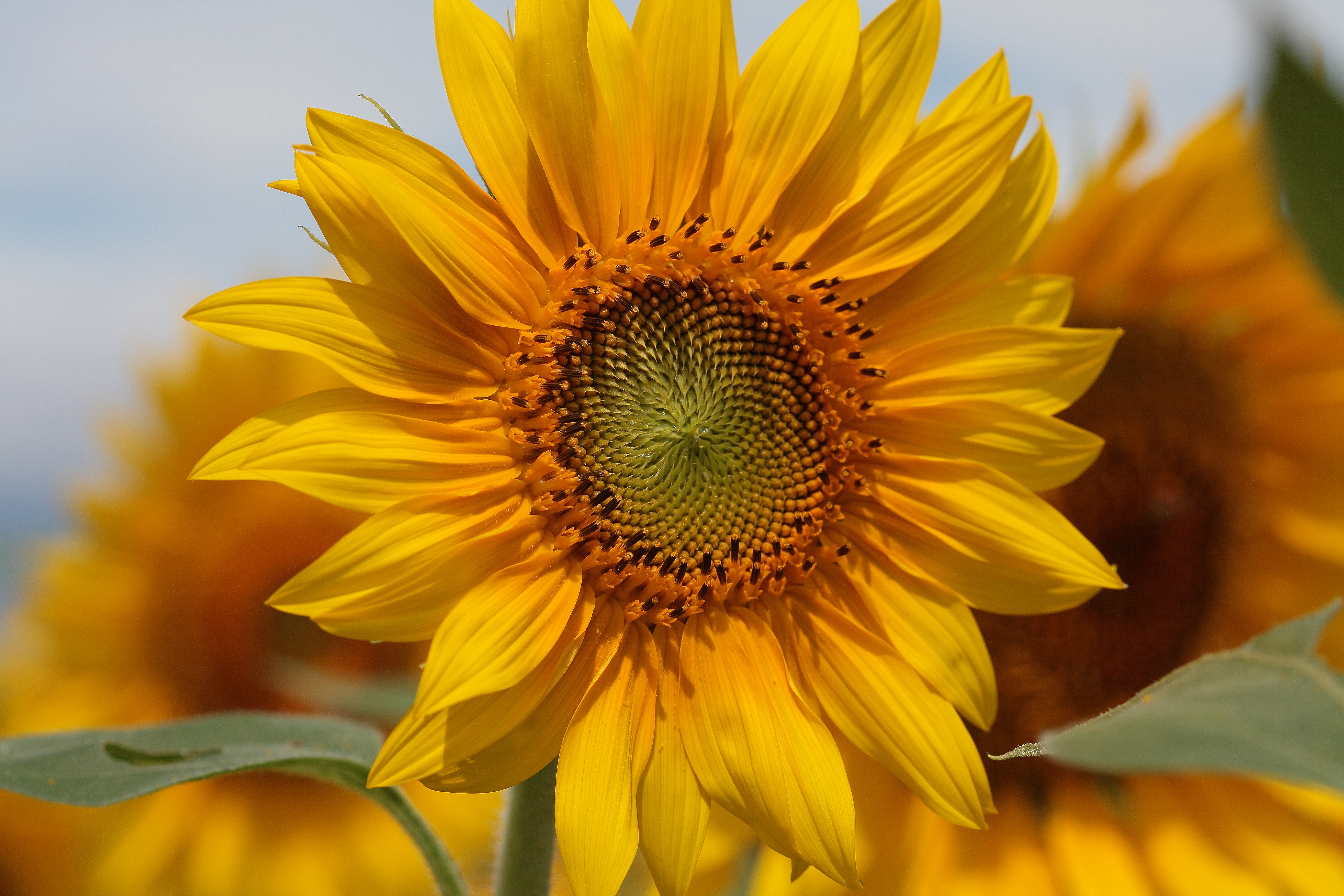 IMG_1736.JPG(6026 Kbyte)