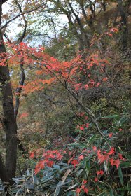 長尾山付近の紅葉