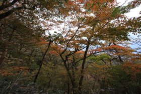 長尾山付近の紅葉