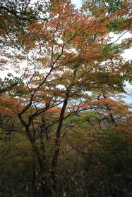 長尾山付近の紅葉