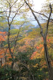 下山後の紅葉