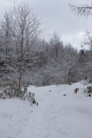 新雪に覆われた登山道