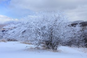 山頂の樹氷