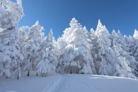 天狗岳からの下山中5