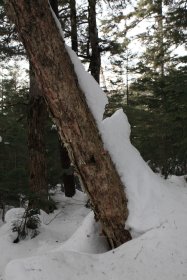 木にもたれかかる雪