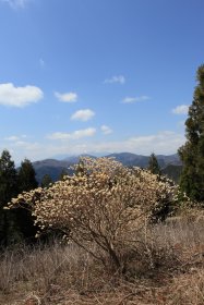 ミツマタの花と富士山