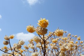 ミツマタの花