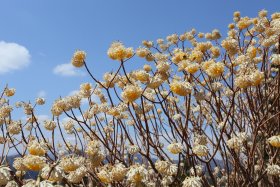 ミツマタの花