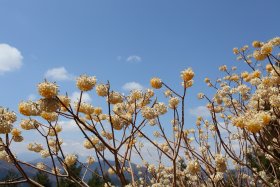 ミツマタの花