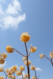 ミツマタの花