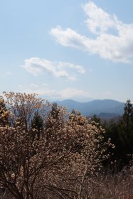 ミツマタの花と富士山