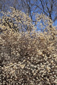 ミツマタの花