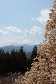 ミツマタの花と富士山