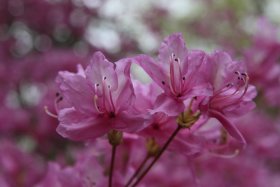 ツツジの花