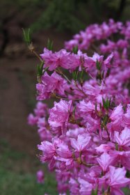 ツツジの花