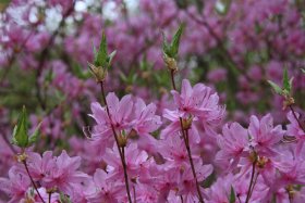 ツツジの花