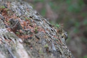 倒木からの新芽