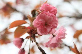 城山茶屋の八重桜