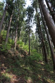 惣岳山山頂への分岐後の樹林帯