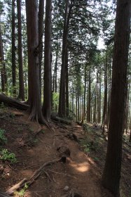 惣岳山付近の樹林帯