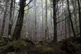 八ヶ岳の苔むす森林