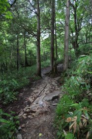 一ノ沢登山道 1