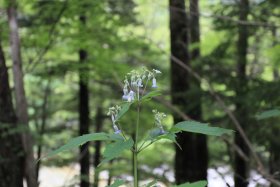 上高地に咲く野草