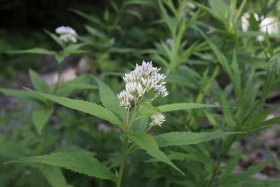 花がたくさんついた植物