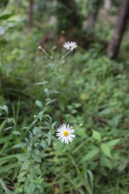 野草