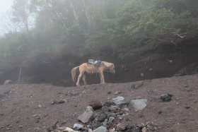 乗務用の馬