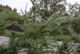 雨露