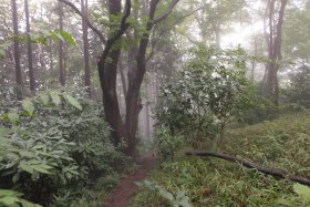 靄に煙る林道