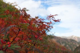 きれいに赤く染まったナナカマド