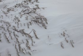 雪に埋もれるハイマツ