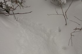 ふかふかの新雪