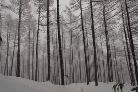 綺麗な樹林