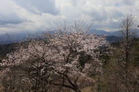 山桜と富士山