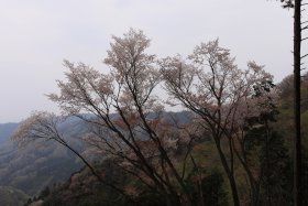 山桜