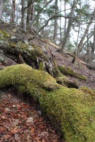 苔生した朽木