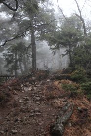 雲取山への登山道