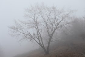 霧の中の樹