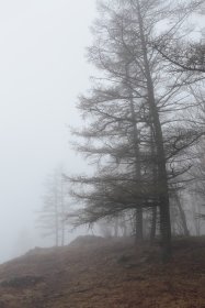 霧の中の樹