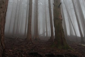 霧の中の樹