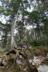 岩に植生する樹