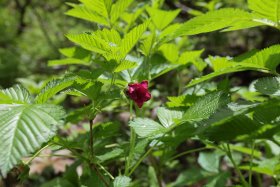 キキョウ科の花？