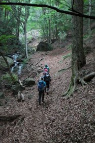 樹林帯の中を登山中