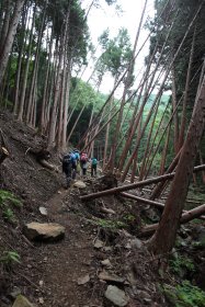 樹林帯の中を登山中