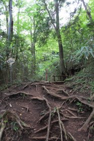 木の根と赤土の登山道