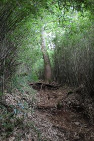 笹に覆われた登山道